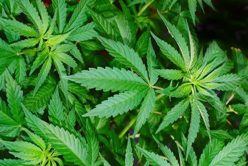 Hình thức xử lý đối với hành vi trồng cây cần sa và tàng trữ trái phép cần sa khô